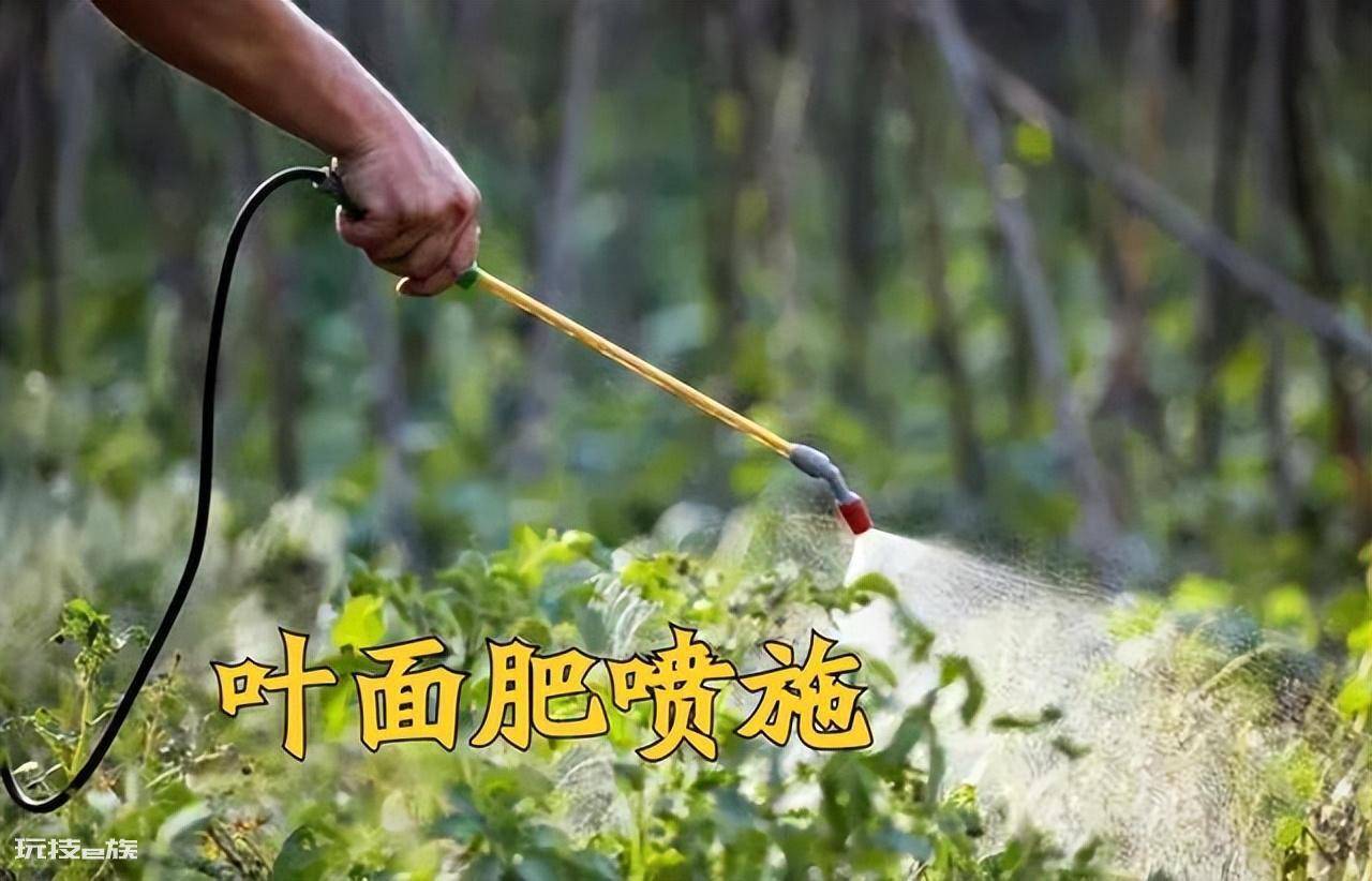 叶面肥什么时候打效果好(这样施叶面肥能达到最佳效果)-图片2